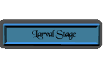 Larval Stage