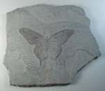 Chinese Fossil Butterfly