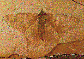 Fossil Butterfly