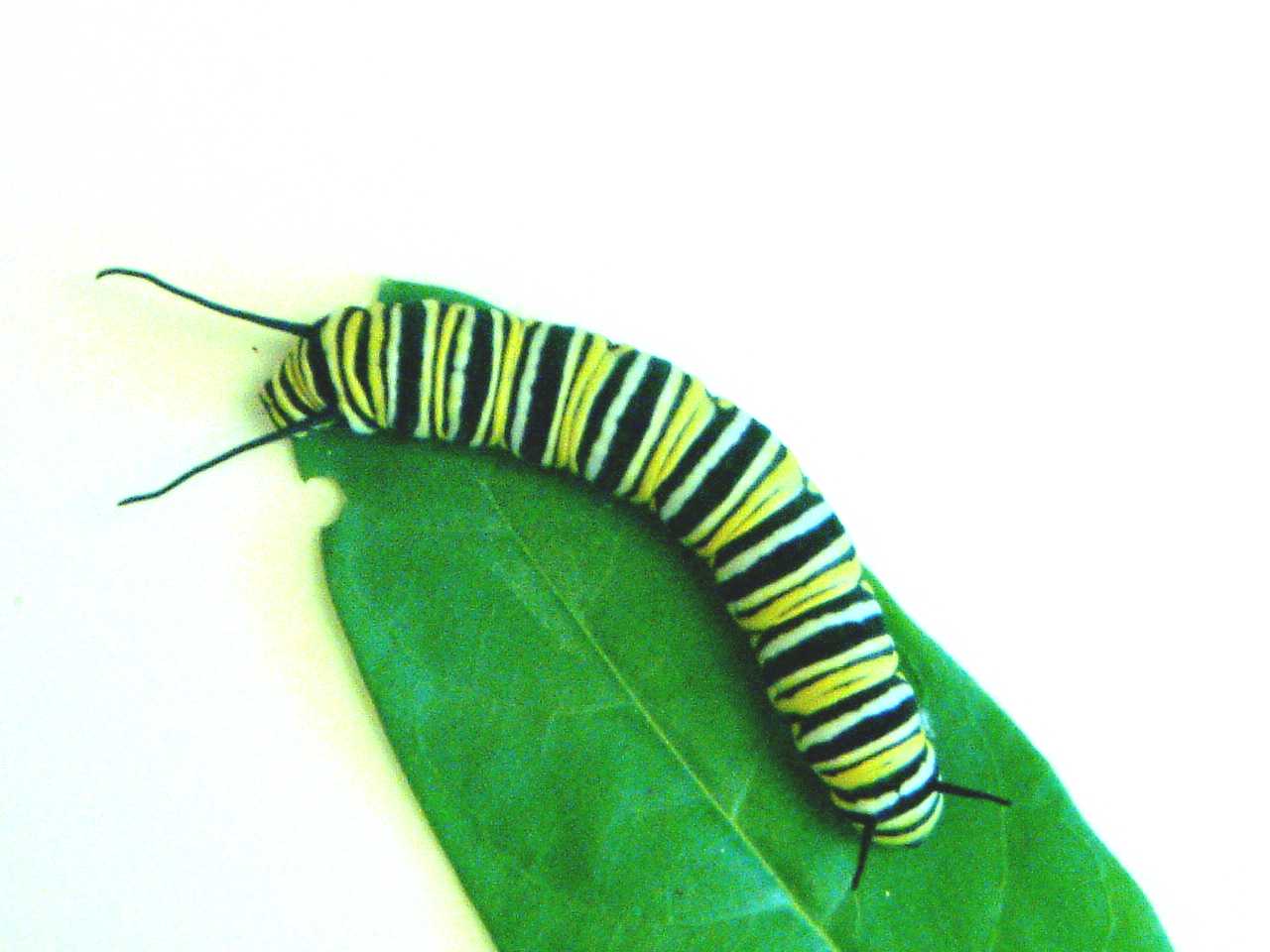 Mature Caterpillar