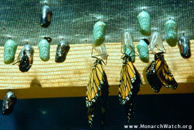 Monarch Life Cycle